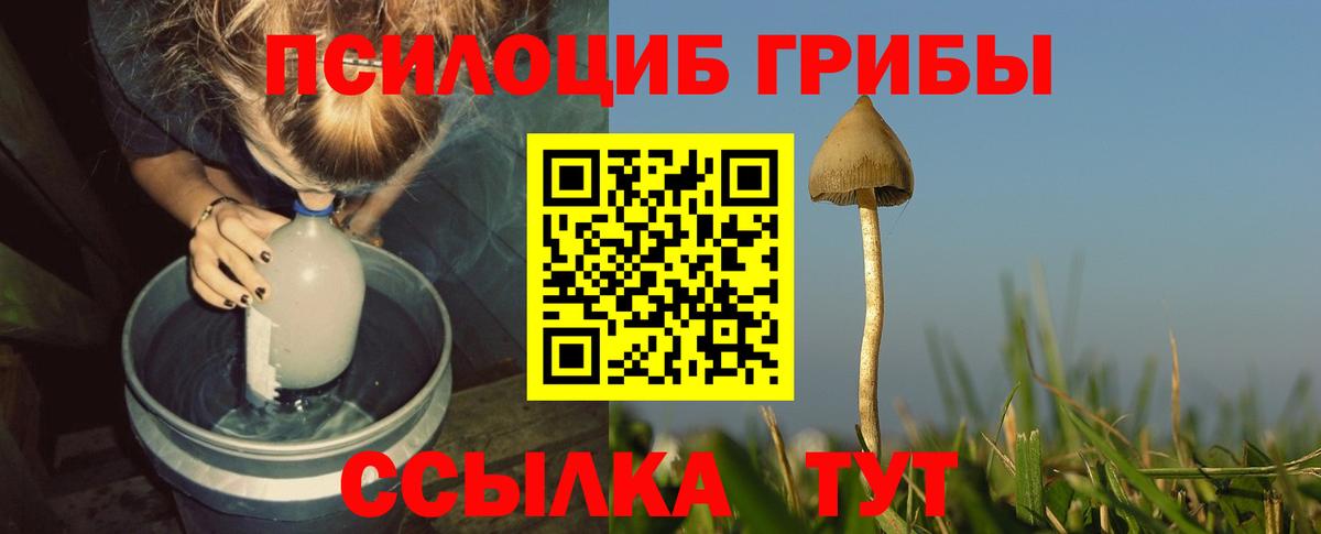 Галлюциногенные грибы Psilocybe Дедовск